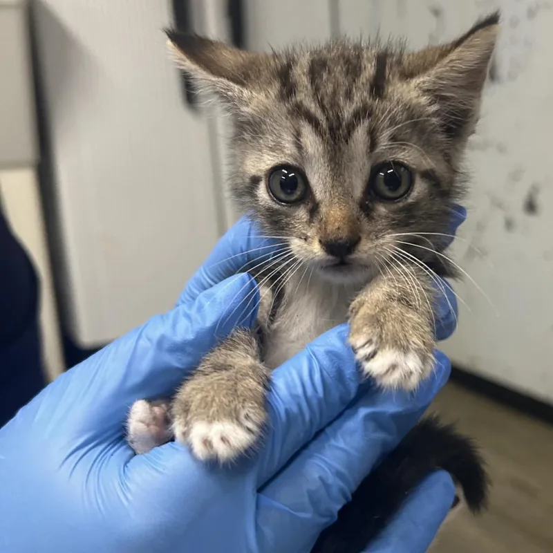 A baby small-sized female Brown / Chocolate Domestic Short Hair cat named Wilma @ Main Street for adoption in Summerville, SC