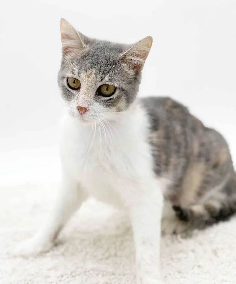 Rug Rat Is Happiness thumbnail 2