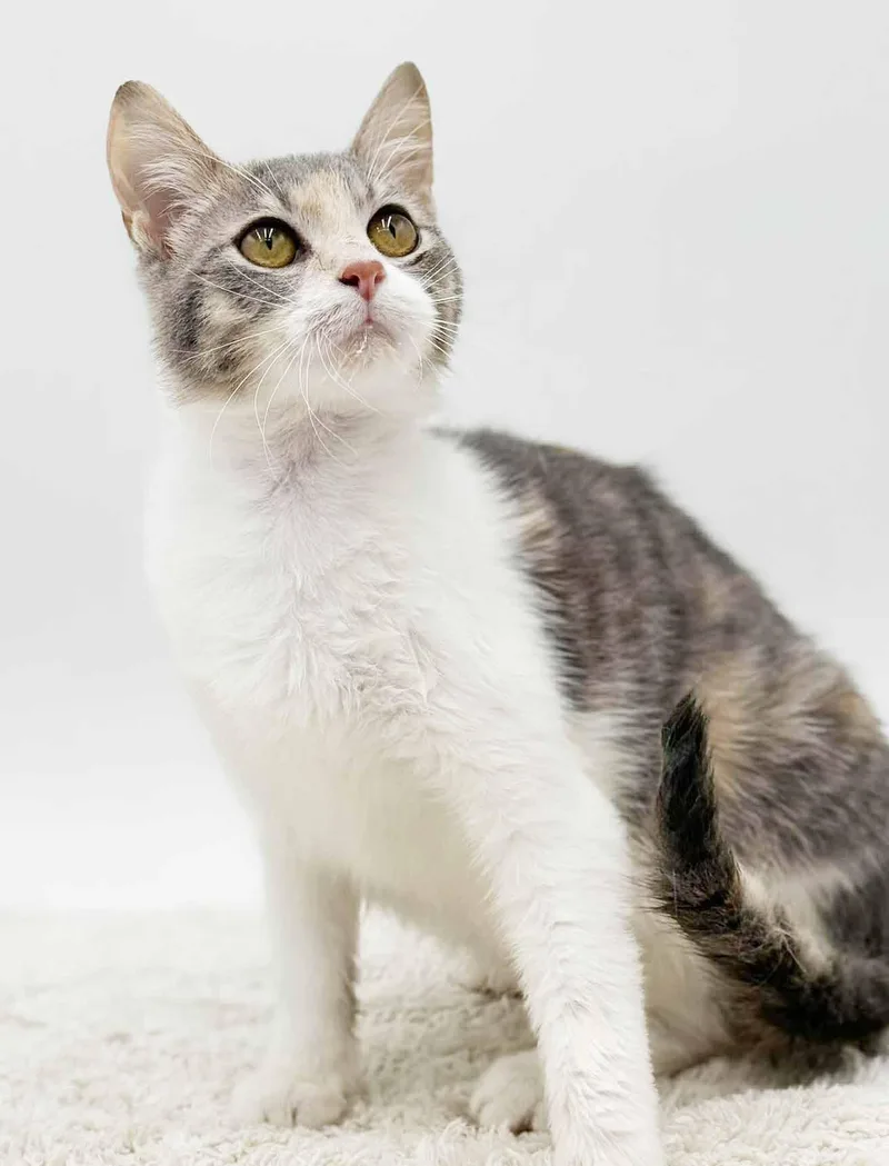 Rug Rat Is Happiness thumbnail 3