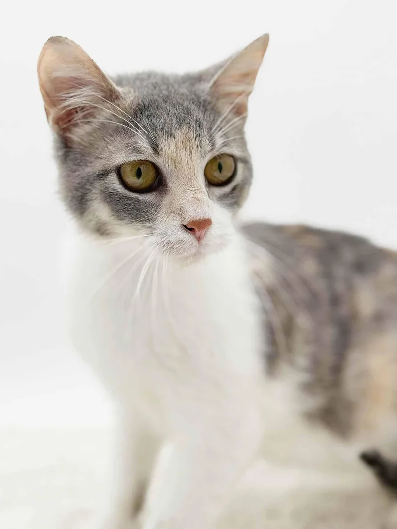 Rug Rat Is Happiness thumbnail 4