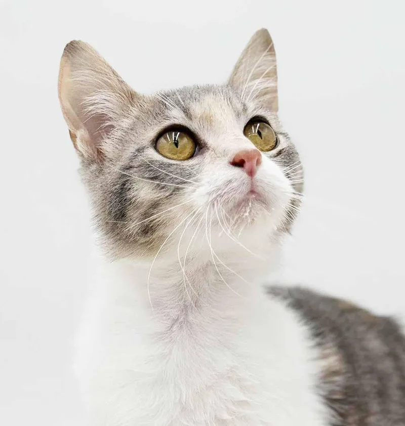 A young medium-sized female White Turkish Angora cat named Rug Rat Is Happiness for adoption in Bedford Hills, NY