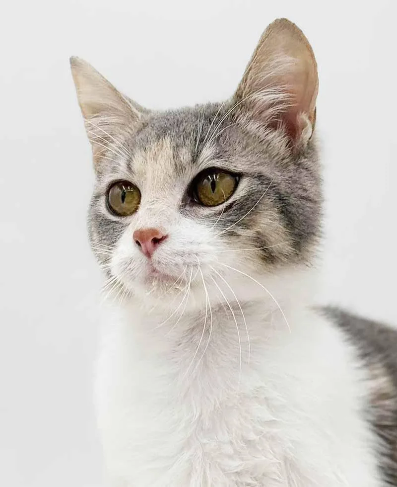 Rug Rat Is Happiness thumbnail 5