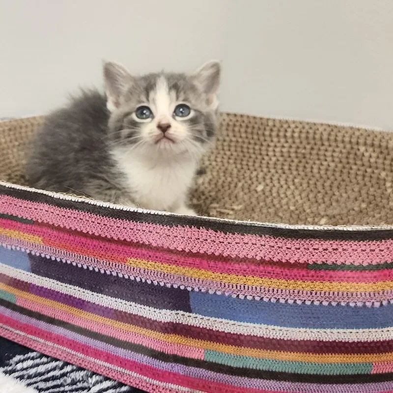 A baby small-sized female Gray / Blue / Silver Domestic Short Hair cat named Iris for adoption in Toledo, OH