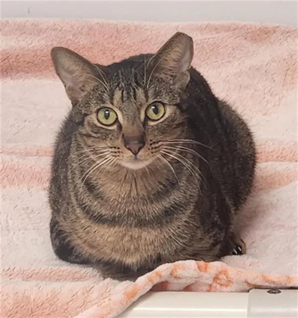 A young medium-sized male Domestic Short Hair cat named Alabama for adoption in Fort Lauderdale, FL