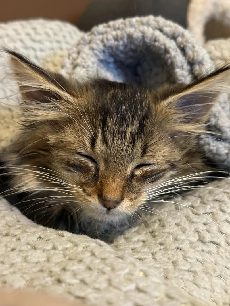 A baby small-sized male Domestic Long Hair cat named Gus for adoption in Davidson, NC