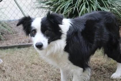 An adult medium-sized female Border Collie dog named Harlow for adoption in Brunswick, GA