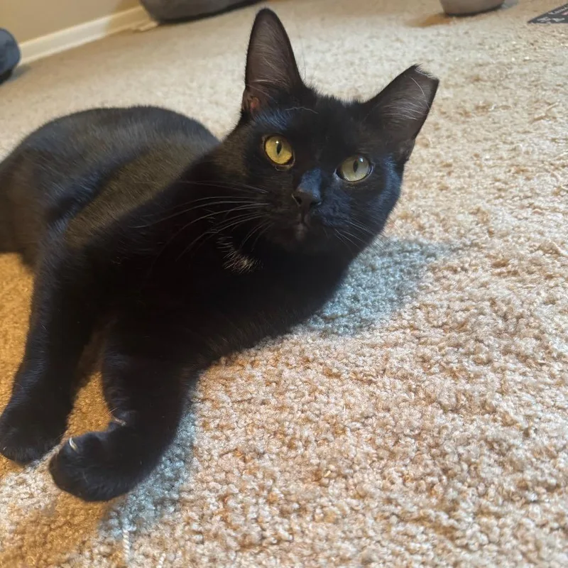 Sugarplum thumbnail 2