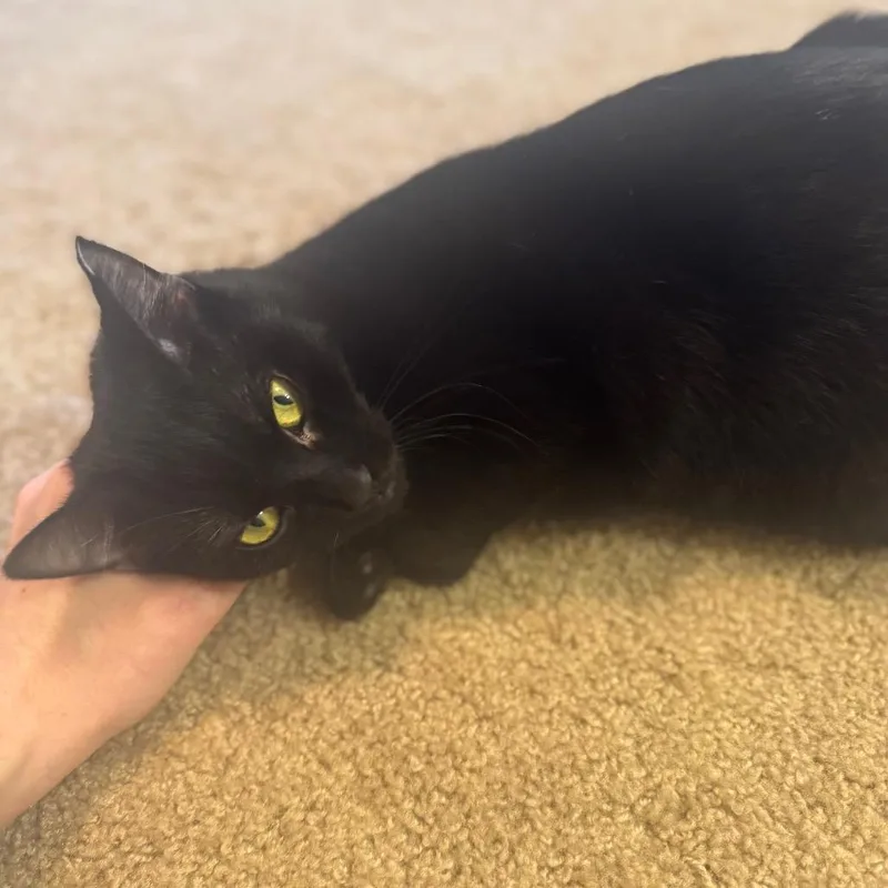 Sugarplum thumbnail 3