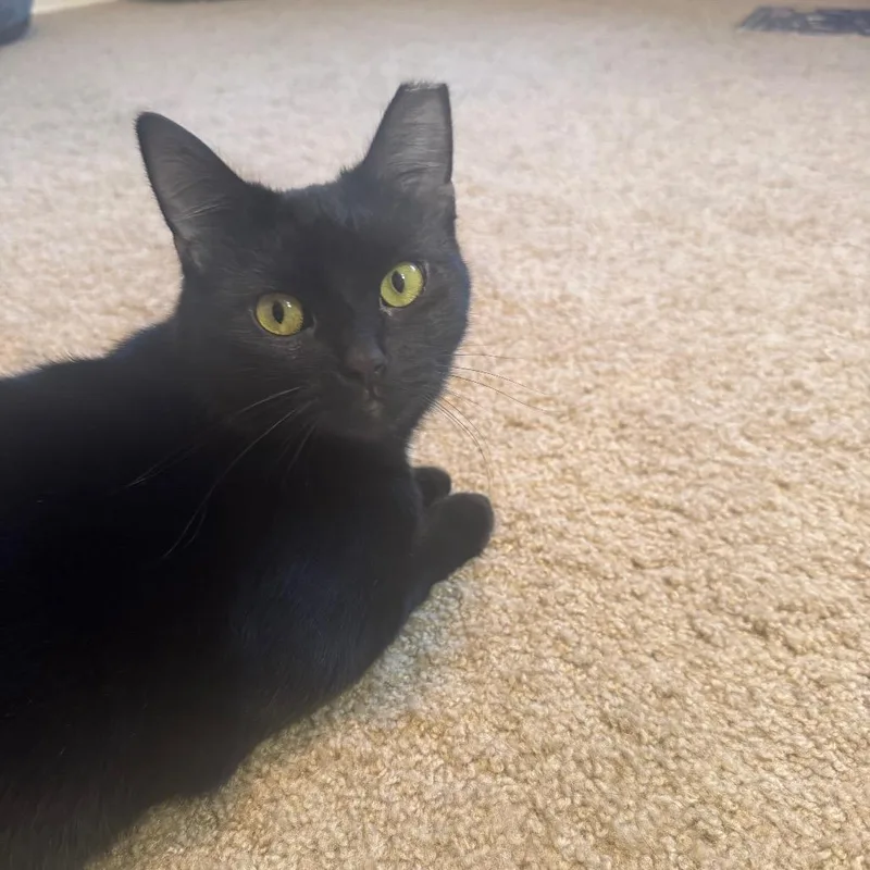 Sugarplum thumbnail 4