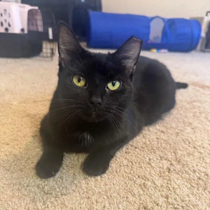 Sugarplum thumbnail 5