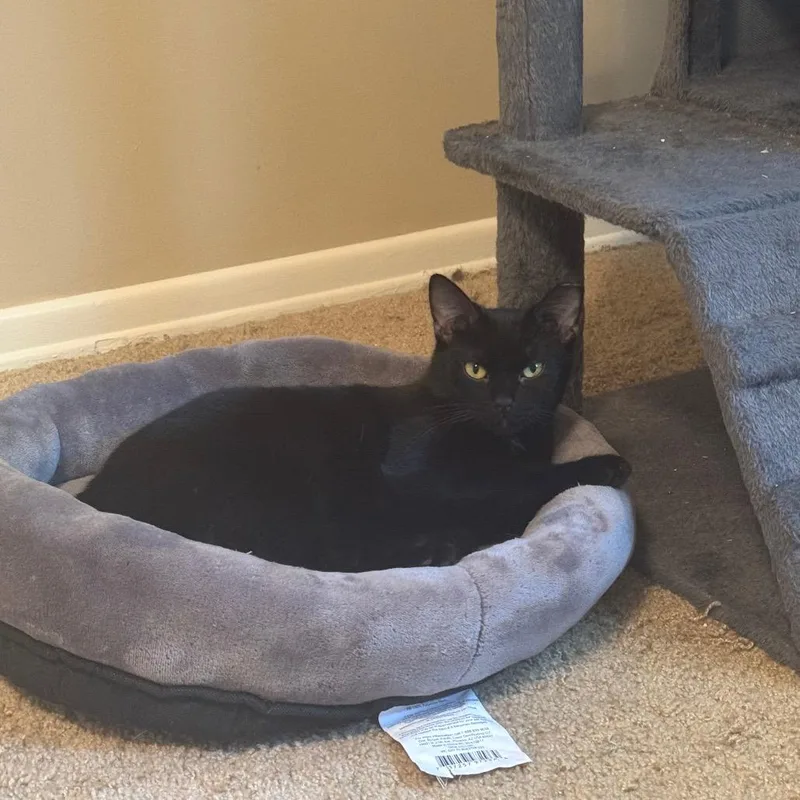 Sugarplum thumbnail 6