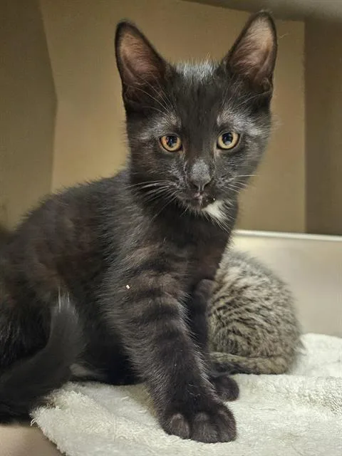 A baby medium-sized male Black Domestic Short Hair cat named Hobert for adoption in Clyde, NC