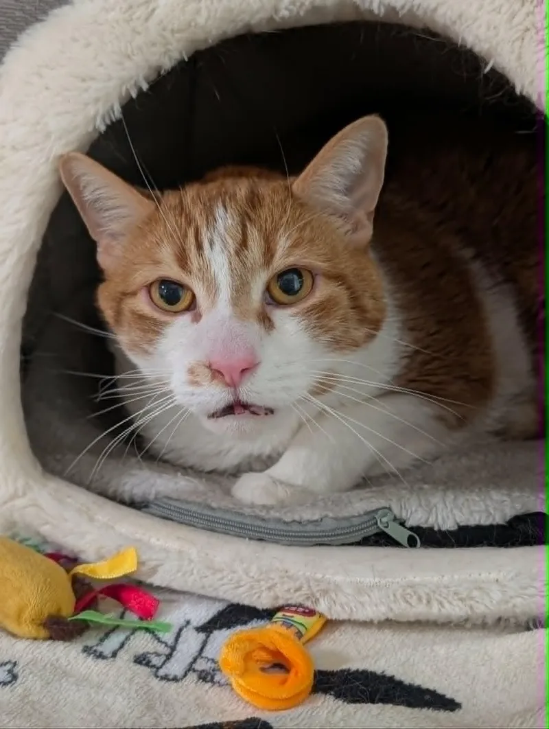 A senior large-sized male Orange & White Domestic Short Hair cat named Murphy Bonded Poppy for adoption in Chambersburg, PA