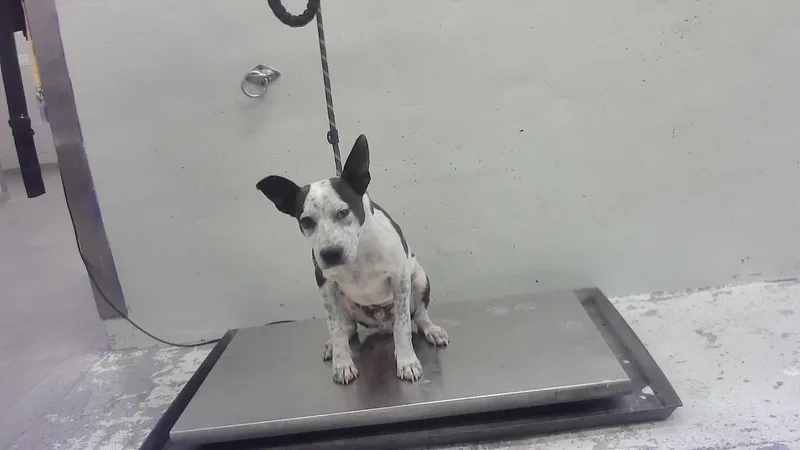 A young small-sized male Staffordshire Bull Terrier dog named Hitch for adoption in Houston, TX