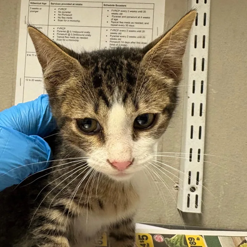 A baby small-sized male Gray / Blue / Silver Domestic Short Hair cat named Jelly for adoption in Yuma, AZ