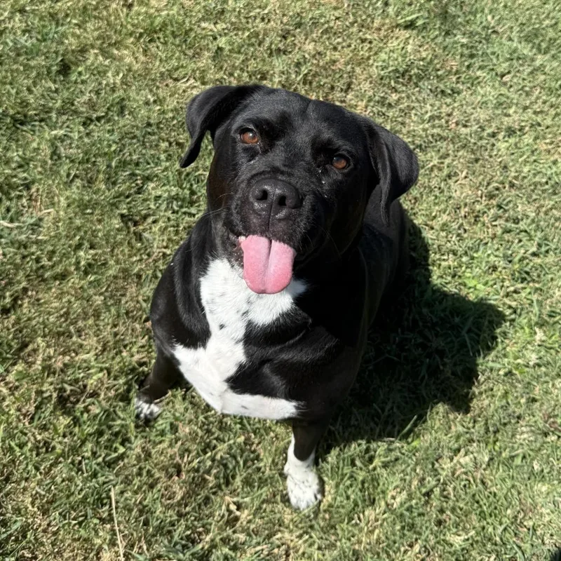 An adult medium-sized female Mixed Breed dog named Luna for adoption in Brenham, TX