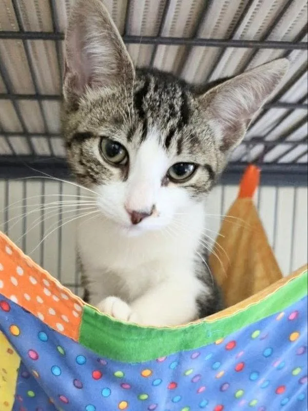 A young medium-sized male Tabby cat named Calypso for adoption in Ocala, FL
