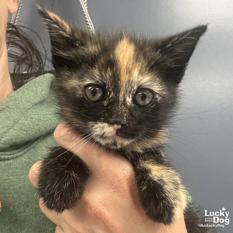 A baby medium-sized female Domestic Short Hair cat named Cloudy for adoption in Washington, DC