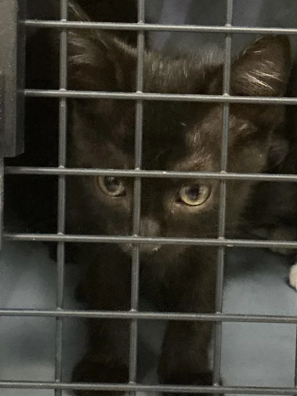 A baby small-sized female Domestic Short Hair cat named Bean Sprout for adoption in Virginia Beach, VA