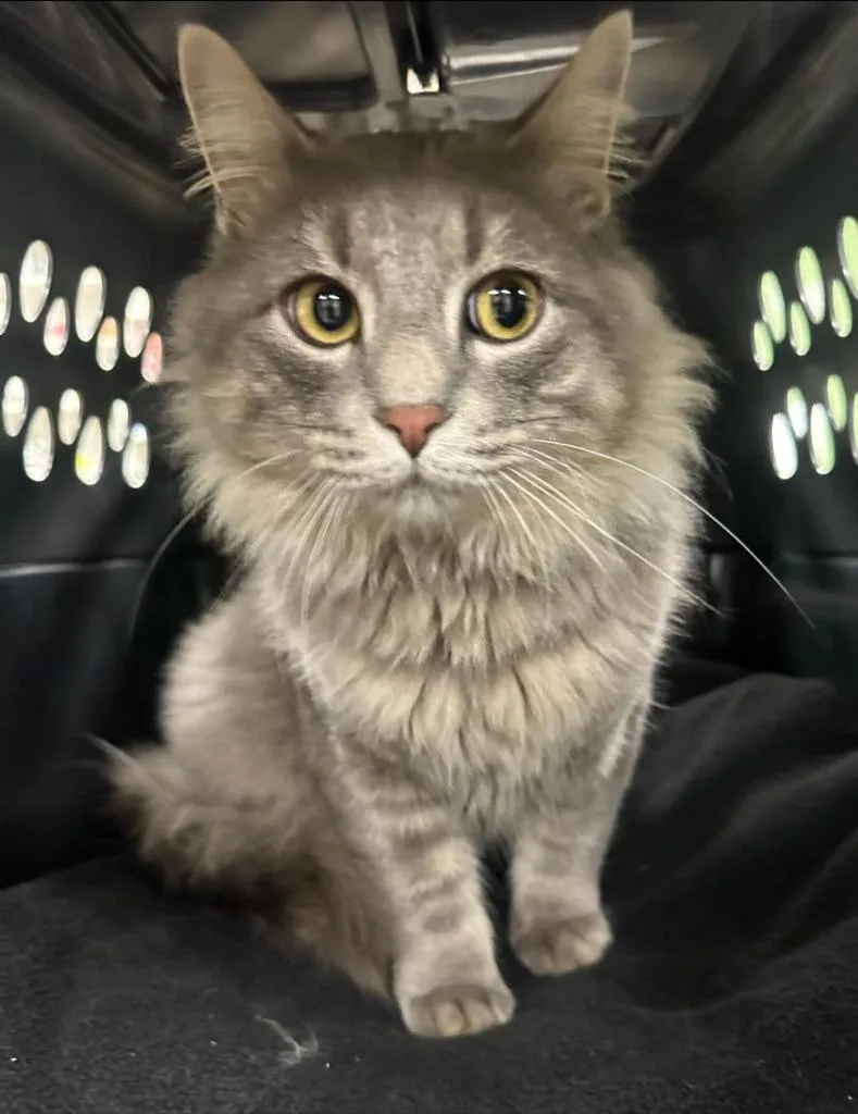 A young medium-sized male Domestic Long Hair cat named K.b. for adoption in La Porte, IN