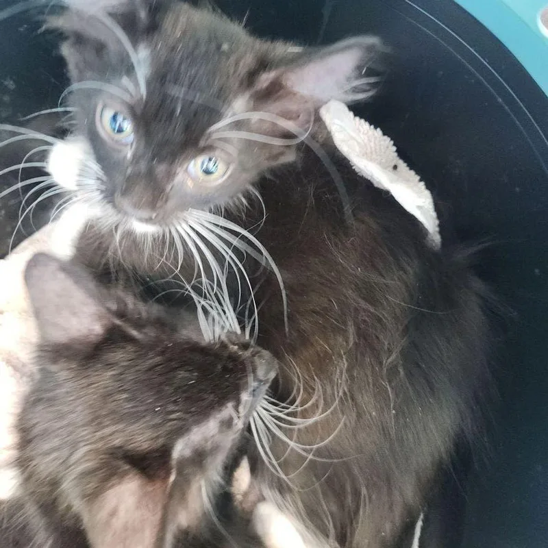 A young medium-sized female Black Domestic Short Hair cat named Little for adoption in Kingman, AZ