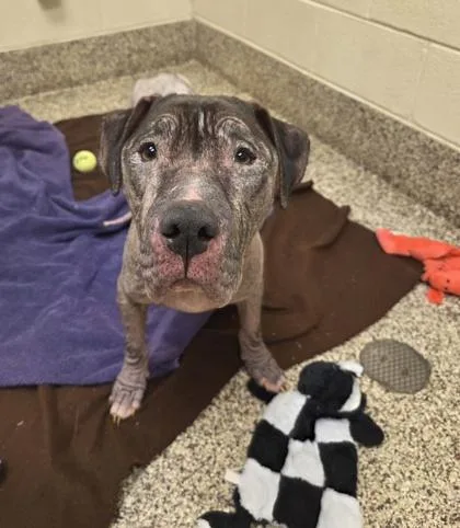 A young large-sized female Pit Bull Terrier dog named Buttons for adoption in Westland, MI