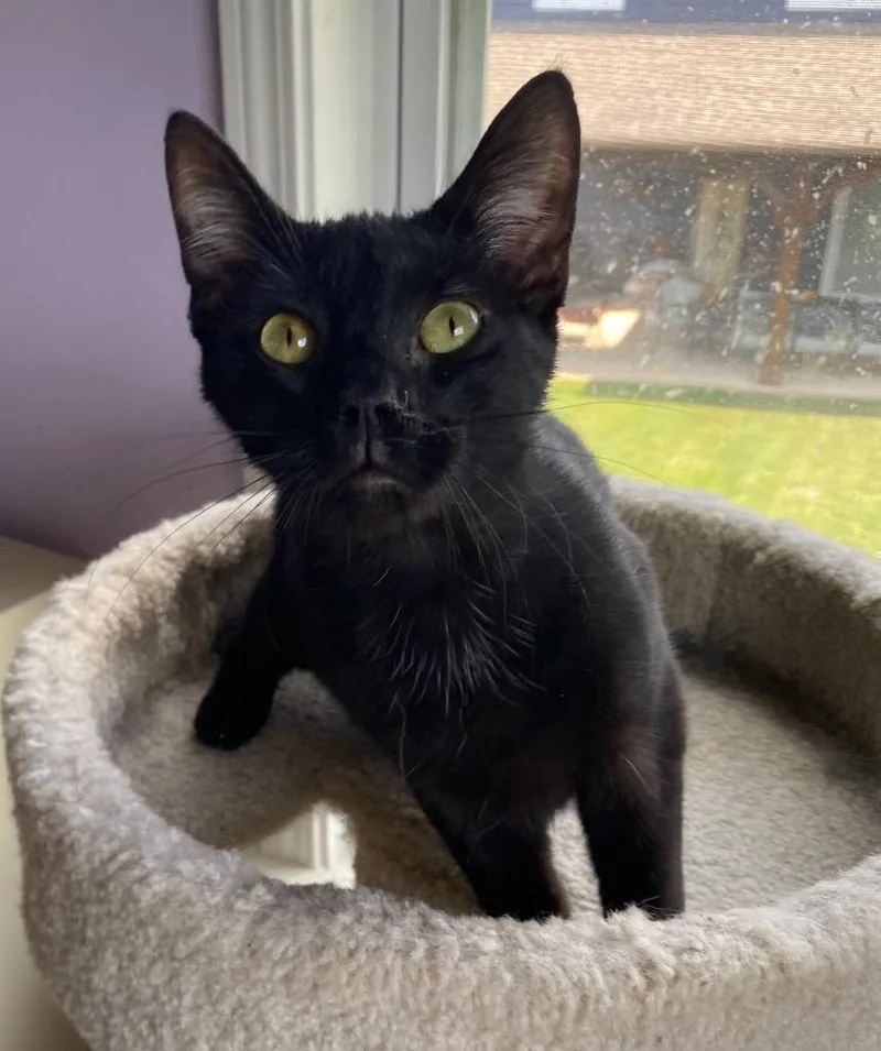 A baby medium-sized male Domestic Short Hair cat named Gregory for adoption in Cumming, GA