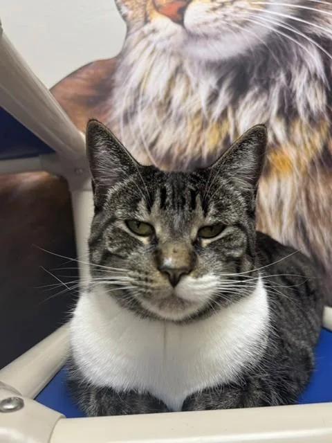An adult large-sized female Domestic Short Hair cat named Nala for adoption in Naples, FL