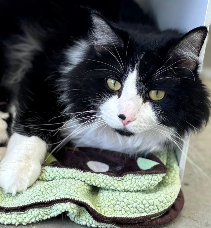 An adult large-sized male Domestic Long Hair cat named Pluto for adoption in Iowa City, IA