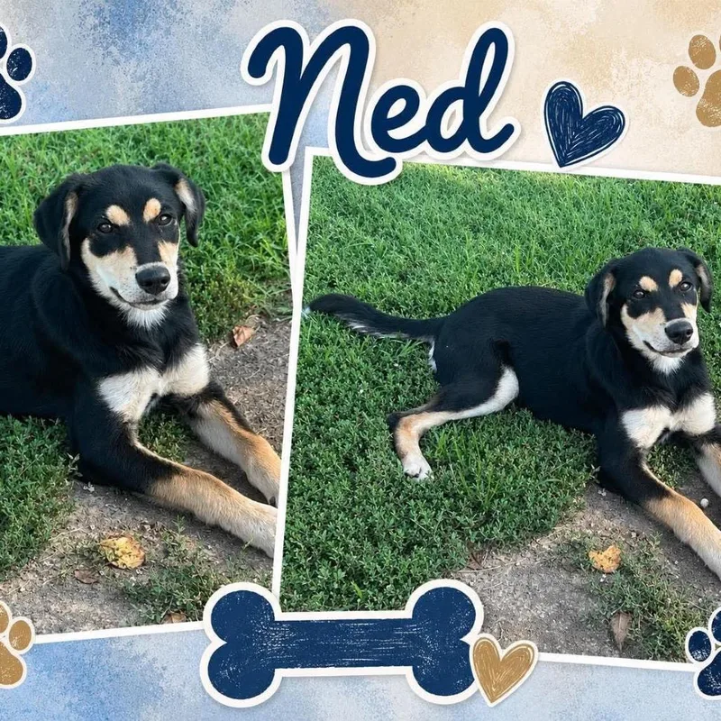 Ned