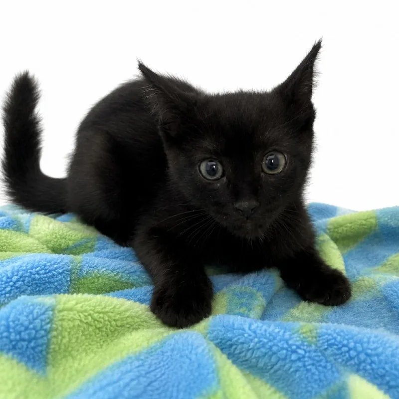 A baby small-sized female Black Domestic Short Hair cat named Feral lovebug for adoption in Columbiana, AL