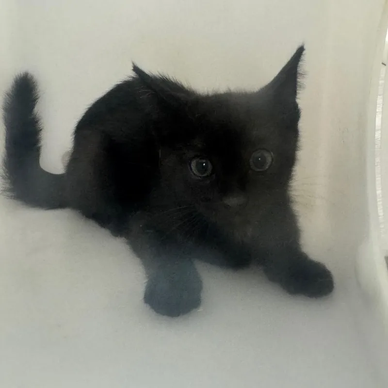 Feral lovebug thumbnail 2