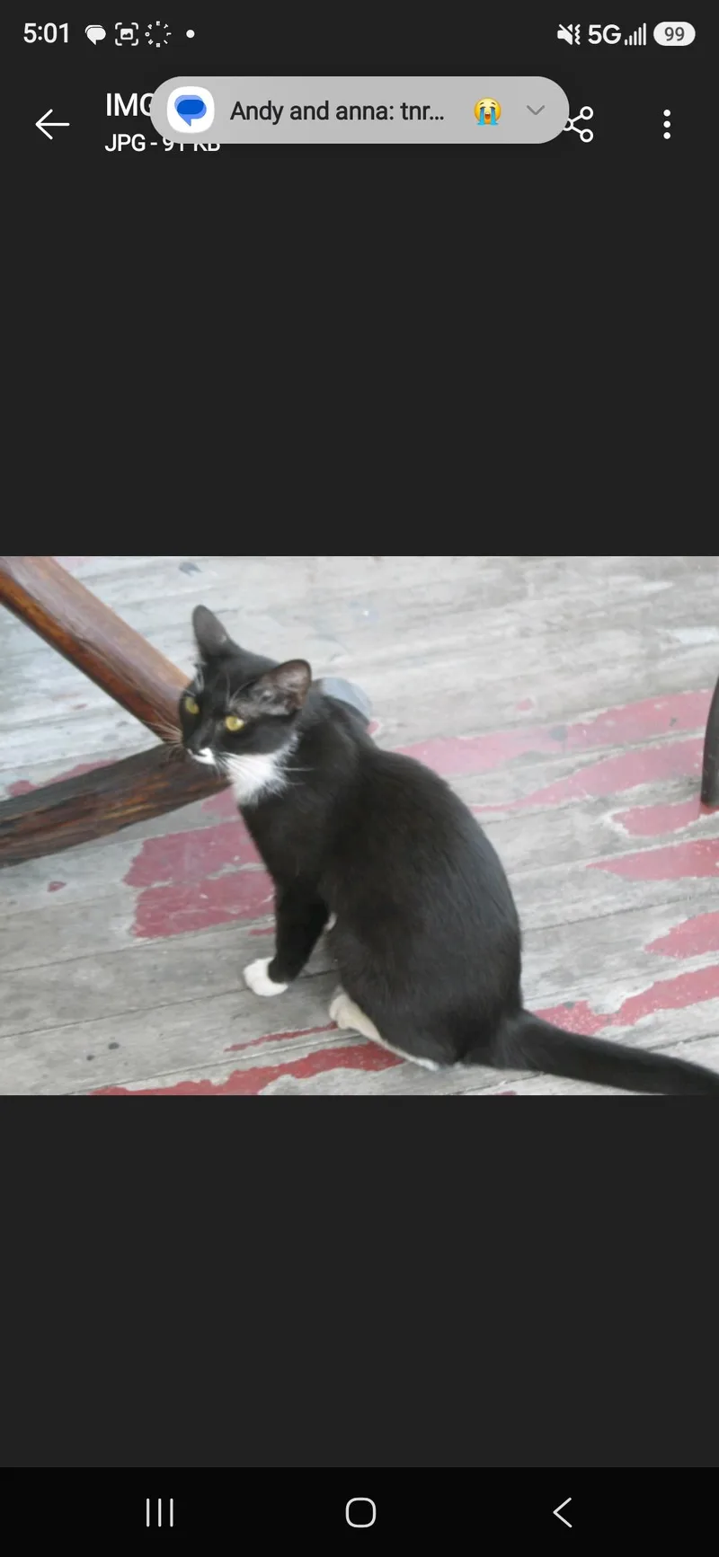 An adult medium-sized male Black & White / Tuxedo Domestic Short Hair cat named Cassie & Leo for adoption in Perth Amboy , NJ