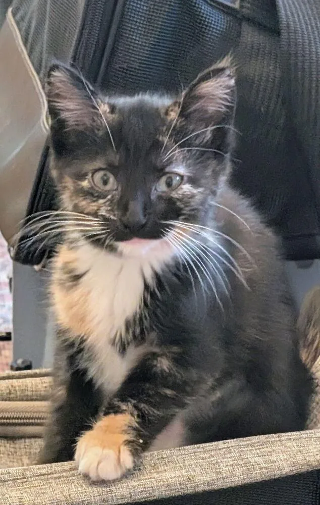 A baby small-sized female Domestic Short Hair cat named Ginger for adoption in Dayton, OH