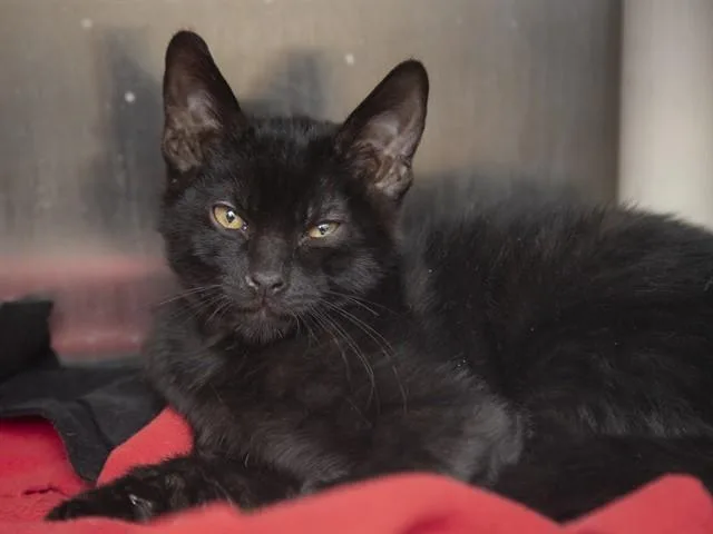 A baby small-sized male Domestic Short Hair cat named Tova for adoption in Phoenix, AZ