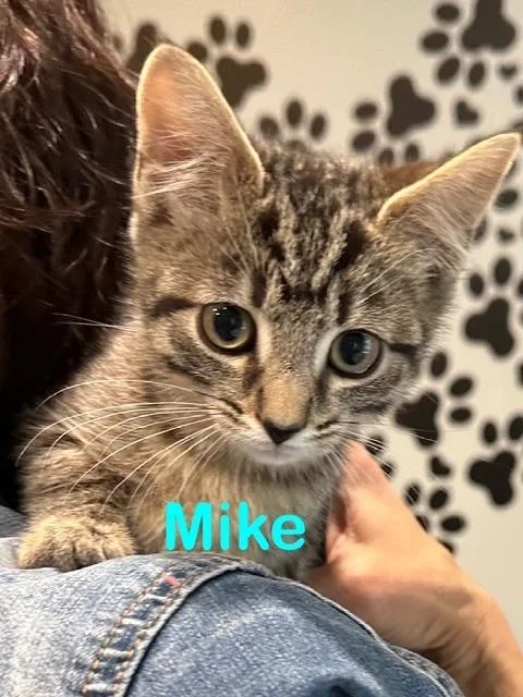 A young small-sized male Domestic Short Hair cat named Mike for adoption in New Bern, NC