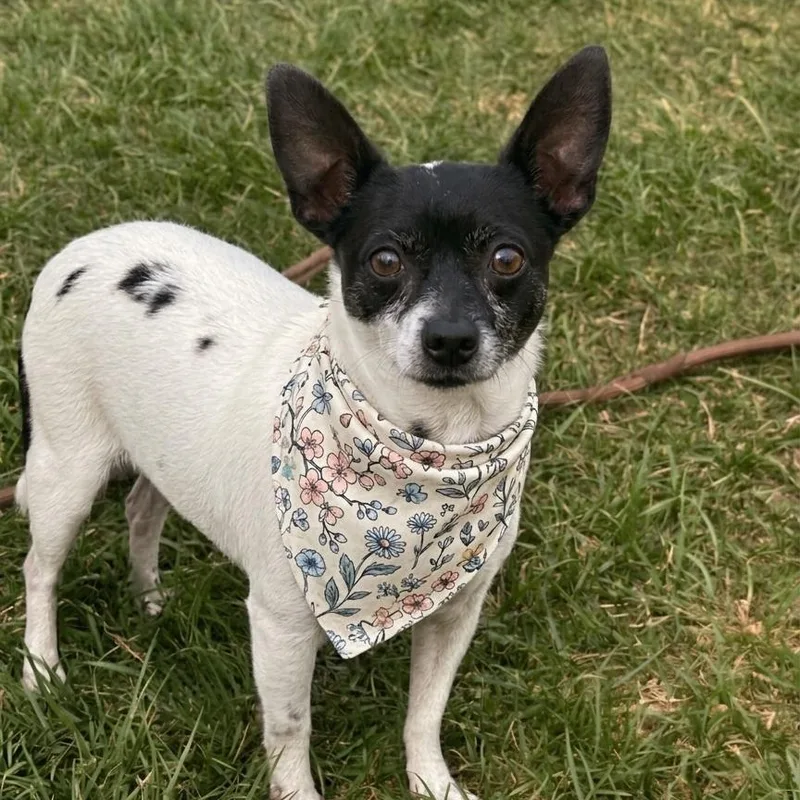 An adult small-sized female Chihuahua dog named Kismet for adoption in Minooka, IL
