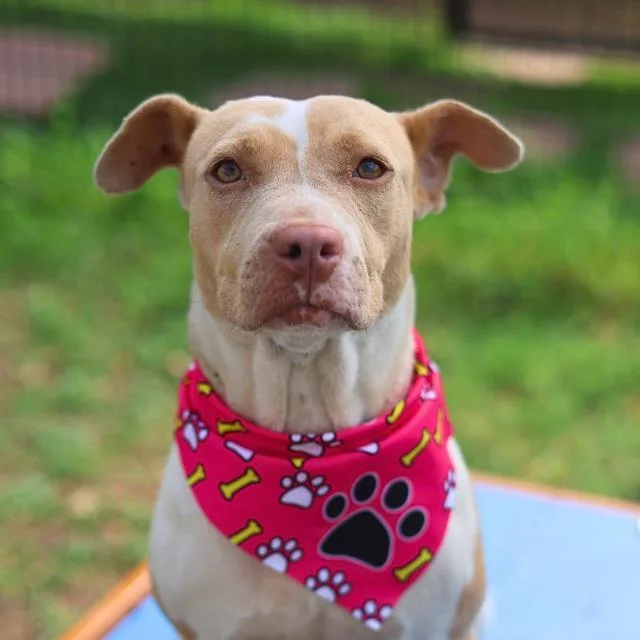 A young medium-sized female American Staffordshire Terrier dog named Nala for adoption in San Antonio, TX