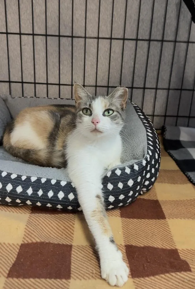 A young medium-sized female Gray & White Domestic Short Hair cat named Dolly for adoption in Woodbridge, VA
