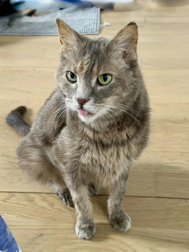 Ursa Bonded Pair With thumbnail 3