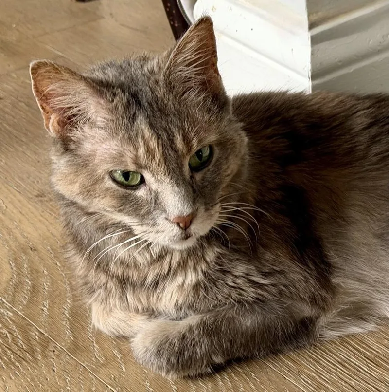 Ursa Bonded Pair With thumbnail 4