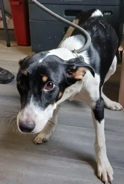 An adult medium-sized male Hound dog named Owen for adoption in West Memphis, AR