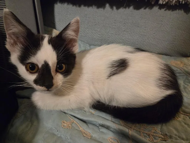 A baby medium-sized female Tabby cat named Krispy for adoption in San Antonio, TX