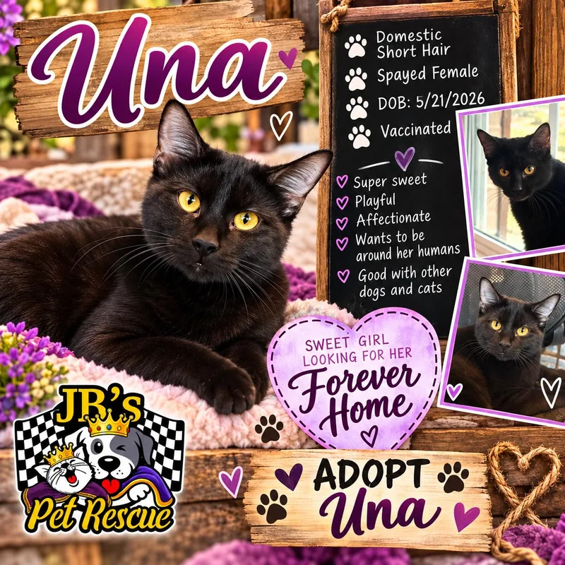 A young small-sized female Black Domestic Short Hair cat named Una for adoption in Mesquite, TX