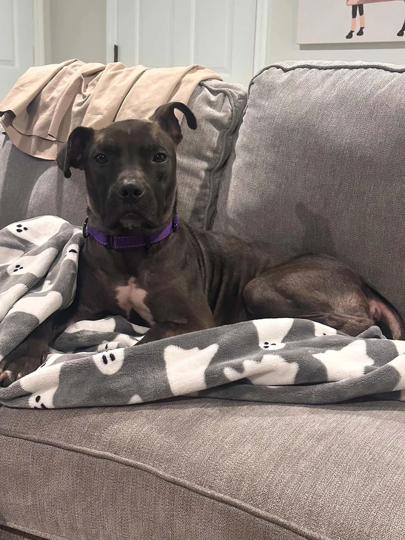 An adult medium-sized female Black Pit Bull Terrier dog named Nala for adoption in Louisville, KY
