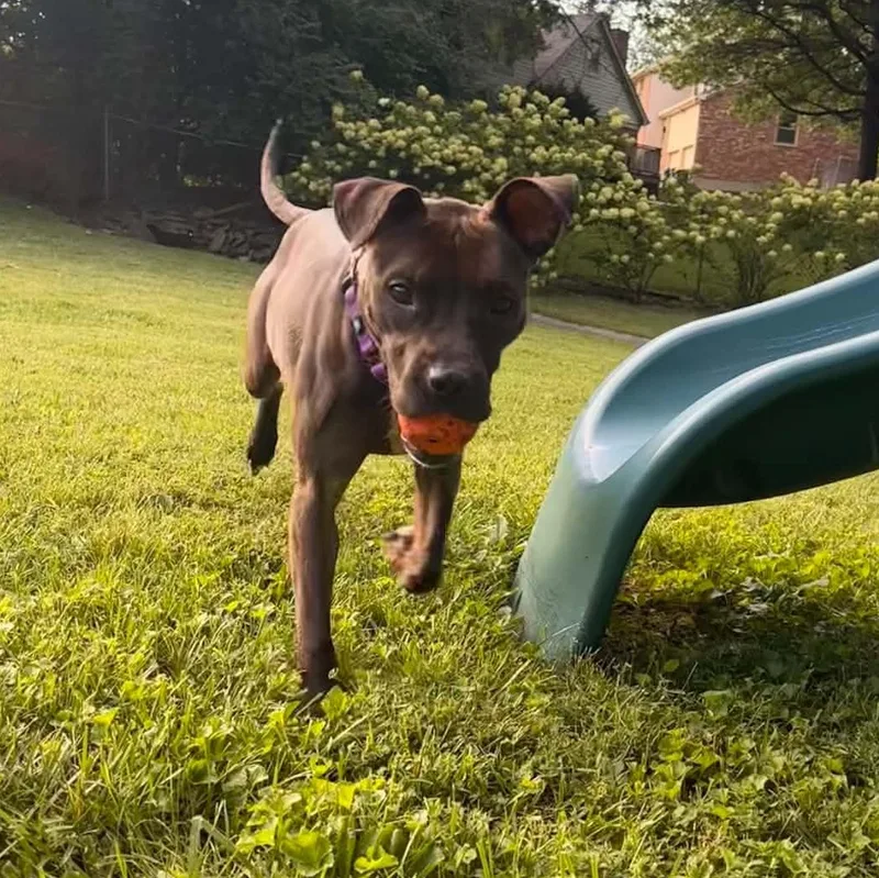 Nala thumbnail 3