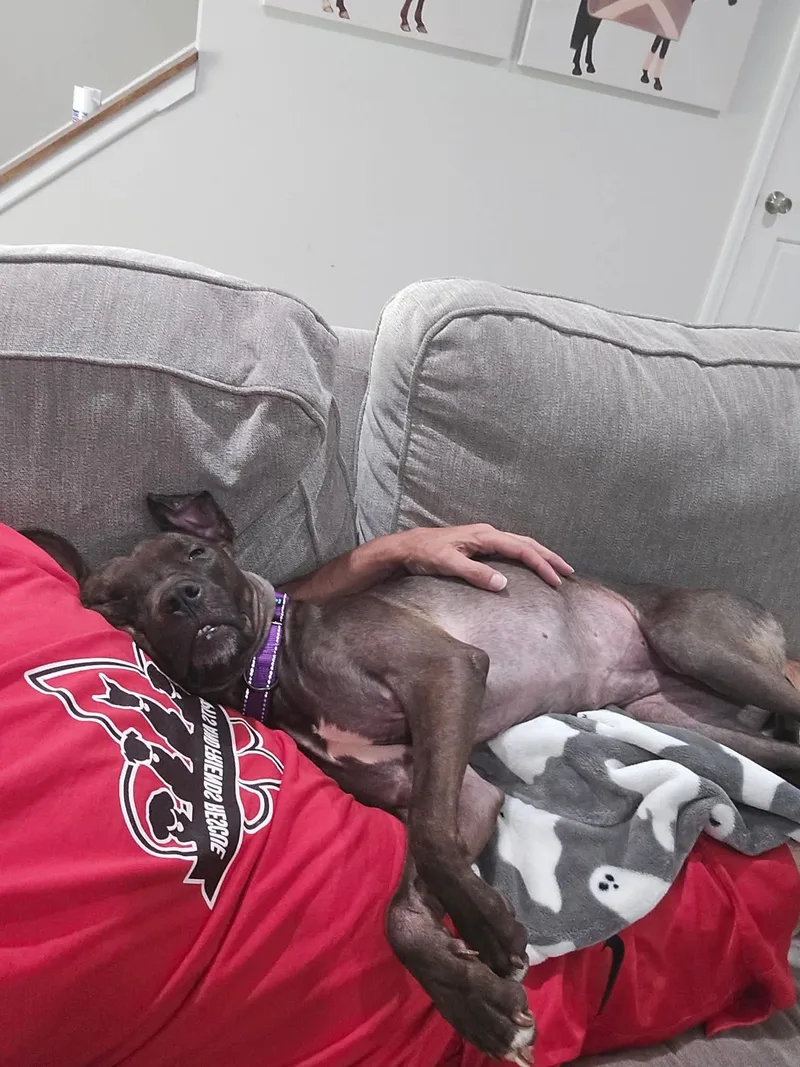 Nala thumbnail 4