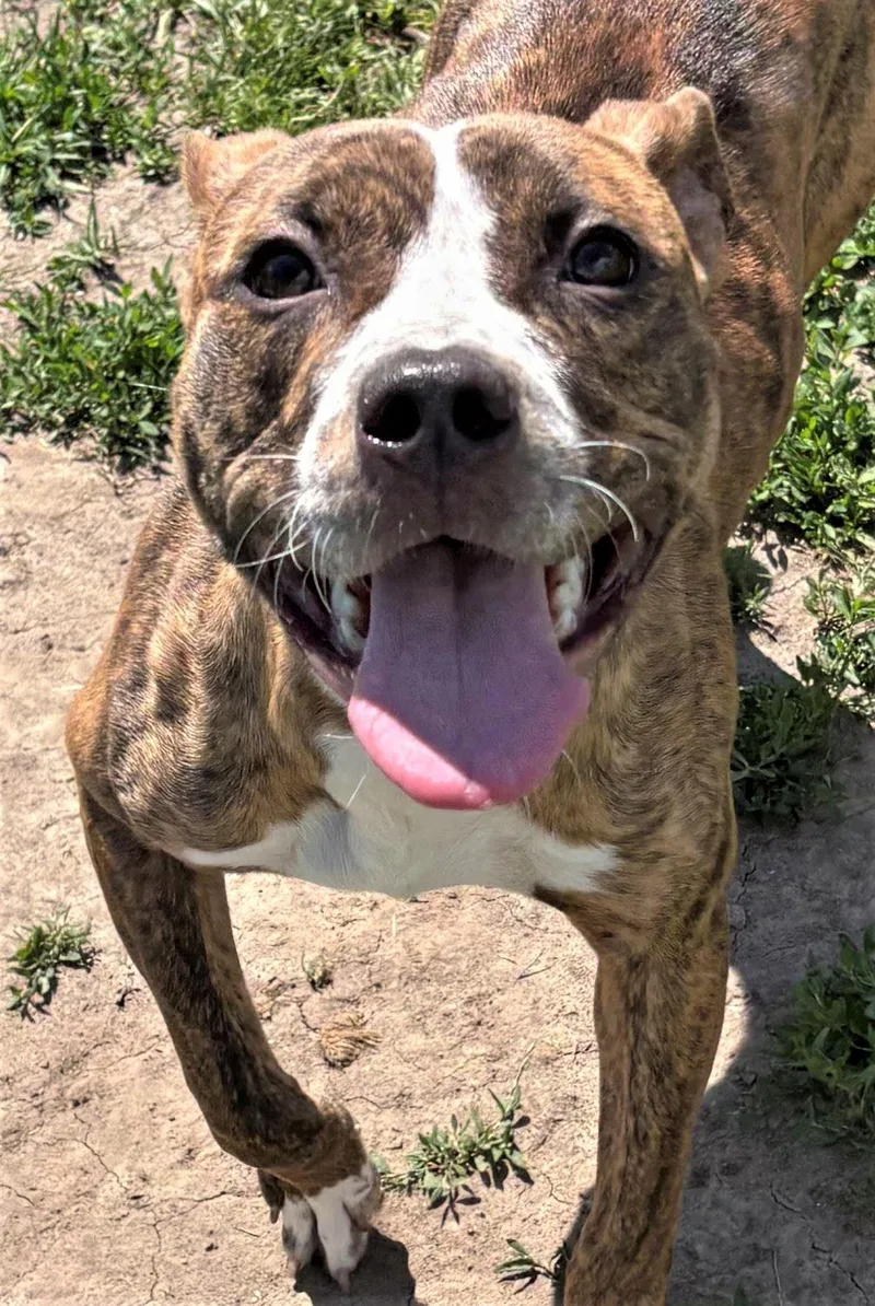 A young medium-sized female Pit Bull Terrier dog named Nova for adoption in Iowa City, IA