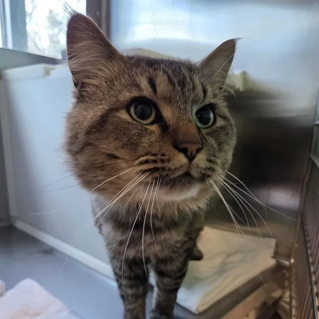 A young small-sized male Domestic Long Hair cat named Aang for adoption in Centerville, MA