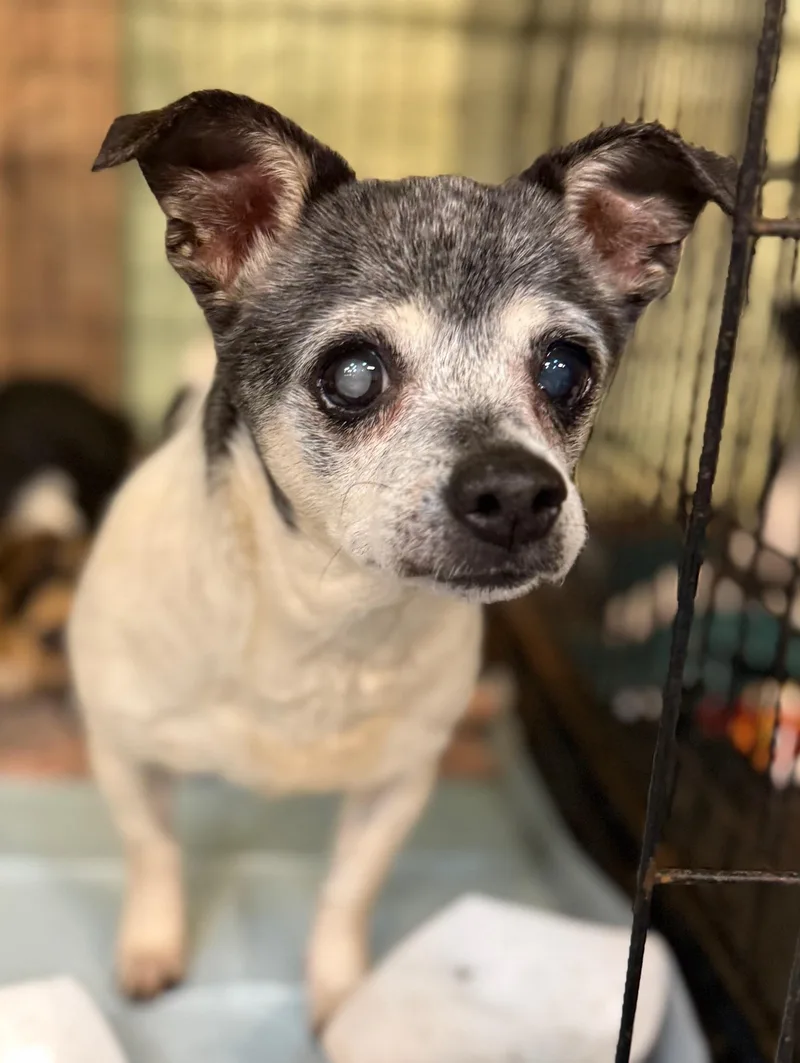 A senior small-sized female White / Cream Chihuahua dog named Dolly for adoption in Boca Raton, FL
